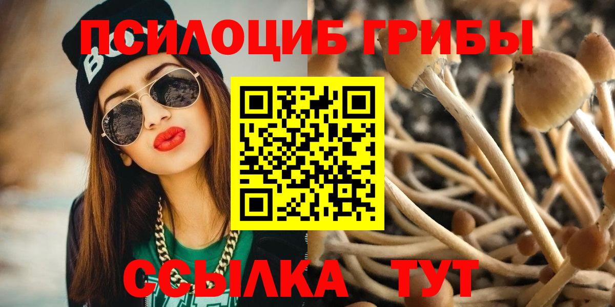 Псилоцибиновые грибы мицелий Волхов